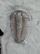 Prone Flexicalymene Trilobite Fossil - #9219-1